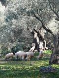 sizilien-mallorca 129